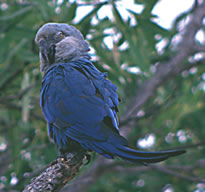 Spix's Macaw